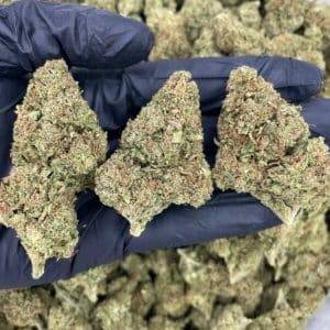 watermelon zkittlez strain